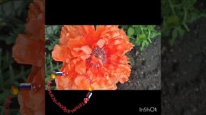 Река жизни. Татьяна Ярош-Агапитова. Россия. Музыка. Дора русский спаниель.