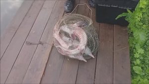 Рыбы много, рыба ловится. Утренний обзор по осетровым уловам с Нижнего водоёма. Клёвое место лосиный