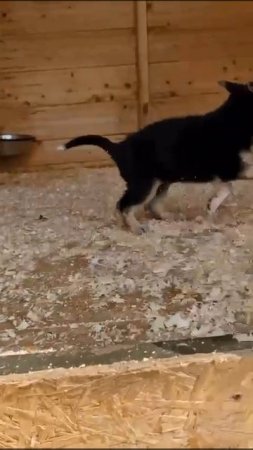 Крошка из приюта очень хочет домой