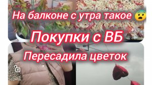 На балкон с утра такое 😳 Покупки с ВБ. Пересадила цветок