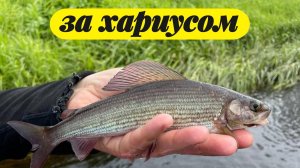 | В поисках хариуса | Нахлыст vs  Спиннинг |