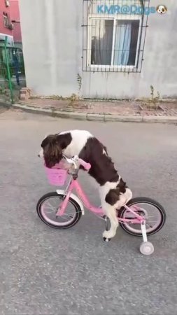 Наверное, ещё крестиком вышивать умеет😂