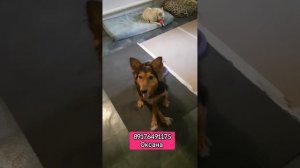 Алиса собака спинальник просит помощи