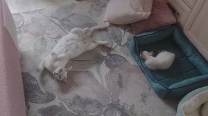 Котикам жарко, тихий час