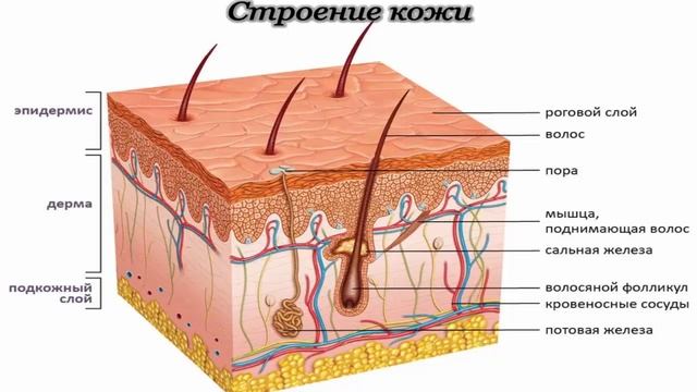ВИТАМИНЫ ДЛЯ КОЖИ, ЛИЦА И ВОЛОС. КАКИХ ВИТАМИНОВ не хва смотреть онлайн