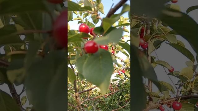 Жаркий и солнечный сад