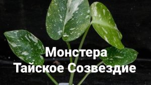 Монстера Тайское Созвездидие посадка+результат