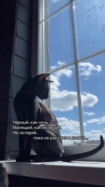Чёрный, как ночь