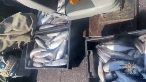 На Байкале полиция пресекла деятельность браконьеров, выловивших омуля на сумму более 13 млн рублей