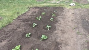 Высадка капусты брокколи, кольраби, китайской, цветной, брюссельской и кейл.