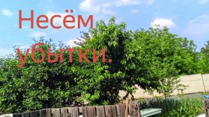 Засуха...Макеевка ДНР Россия , избавились от шершней.