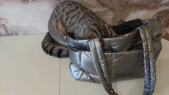 Из жизни кота Тишки #домашниепитомцы