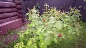 Что стало в огороде после сильного дождя. Вечерняя домашняя рутина.