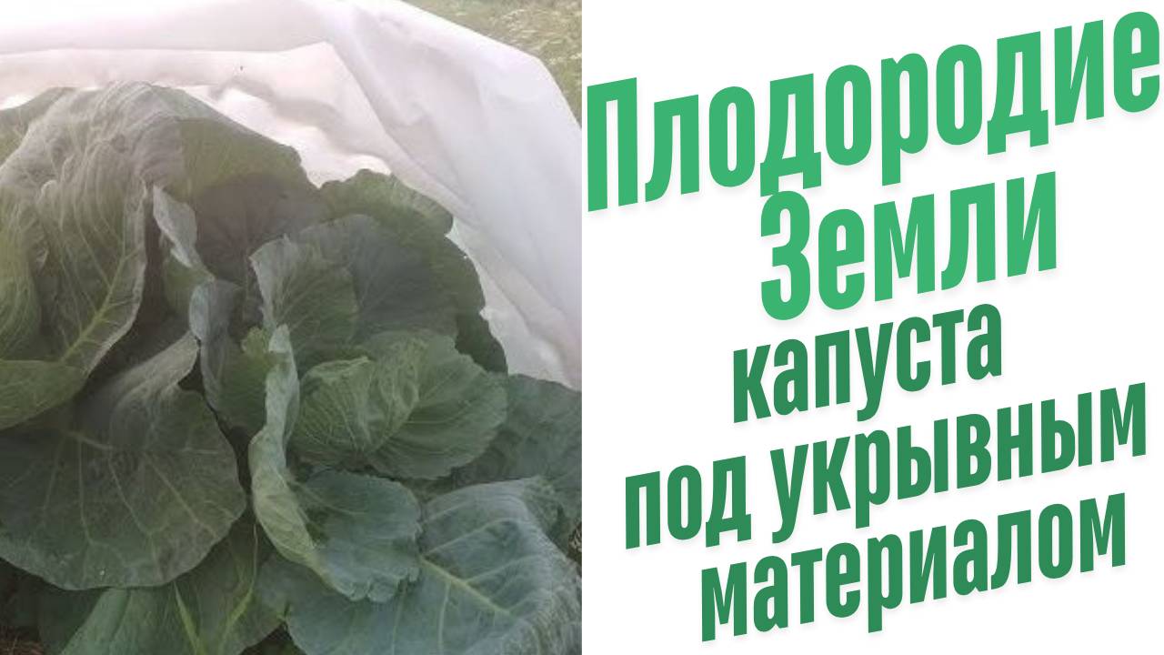 Капуста под укрывным материалом.