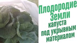 Капуста под укрывным материалом.