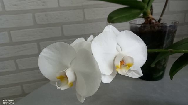Мои орхидеи