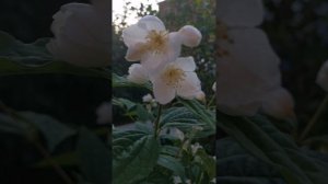 YouCut_20250609_225635598.mp4