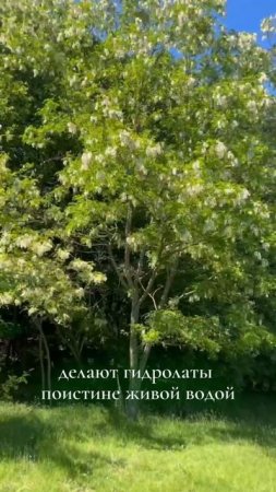 В наших гидролатах нет ни грамма консервантов, только польза природы. #гидролаты #травы #дикоросы