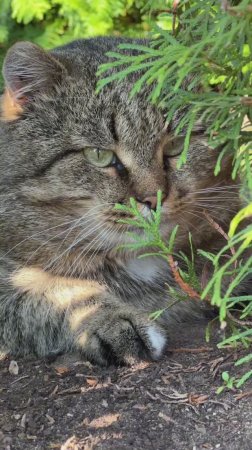 Милый котик. Лето - это маленькая жизнь!