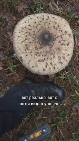 нашли грибочек размером с башмак :)