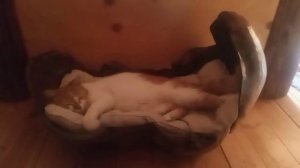 Деревянная лежанка для кошек, изготовленная из сувеля берёзы.