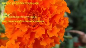 Страничка Надежды вернулась в нелюбимую Британию! Анг