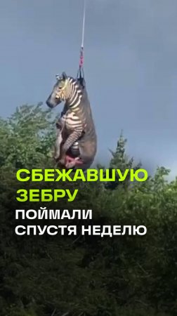 Сбежавшую зебру поймали и вернули хозяину на вертолете в США