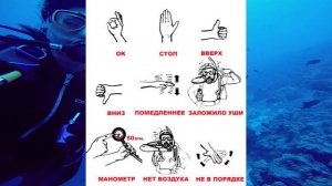 Что нужно знать про дайвинг чайнику?