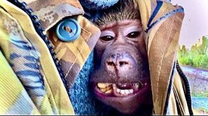 Влад везет Люсю и Степу на прогулку и тут Люся находит у меня печенюшки, ЭТО НАД