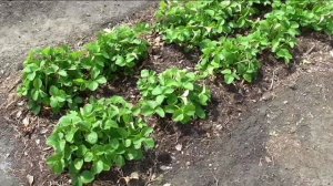 Работы с клубникой весной и в начале лета