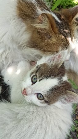 Умывание котёнка