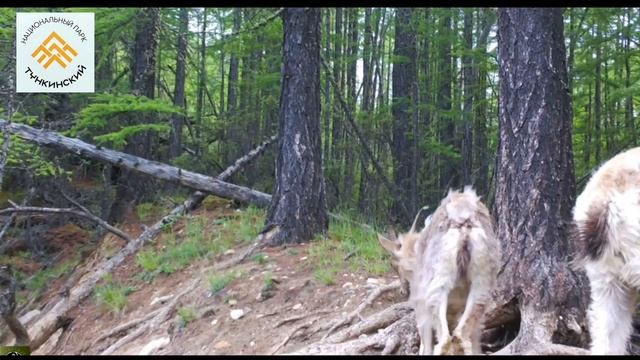 Время перемен! В Тункинском национальном парке у горных козлов началась активная линька.