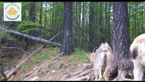 Время перемен! В Тункинском национальном парке у горных козлов началась активная линька.