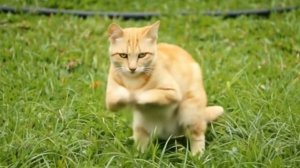 Кот нашкодил