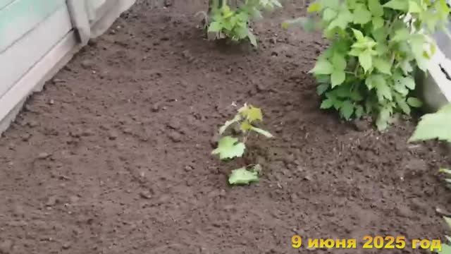 7 соток. Идут дожди, а надо сажать... Хроника 9 июня 2025 год