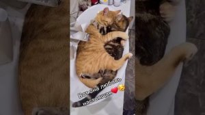 Наш TG https://t.me/liveofcats