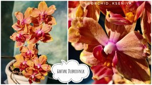 Phal. Dubrovnik бантик 🎀 Цветение голландской рыжей орхидеи Дубровник без точки роста🌺 Обзор сорта