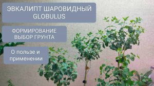 🟢🔵ФОРМИРОВАНИЕ эвкалипта ШАРОВИДНОГО. ВЫБОР ГРУНТА.
