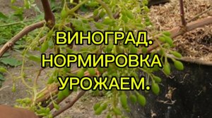 ВИНОГРАД. НОРМИРОВКА УРОЖАЕМ.