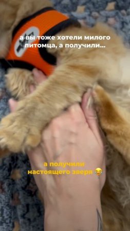 Для настоящего зверя нужно место отдыха и стильный аксессуар 😻