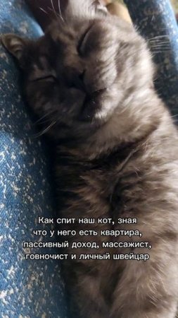 котики