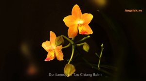 Цветение Орхидеи Фаленопсис Чанг Балм Ускоренный Роспуск Бутонов Таймлапс Timelapse