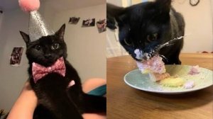 СМЕШНЫЕ КОТЫ 2025 ЛУЧШИЕ ПРИКОЛЫ С КОТАМИ, КОШКИ, КОТИКИ, СОБАЧКИ, СМЕШНОЕ ВИДЕО