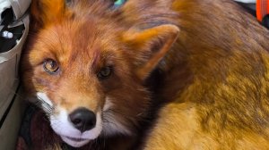 Фестиваль лис