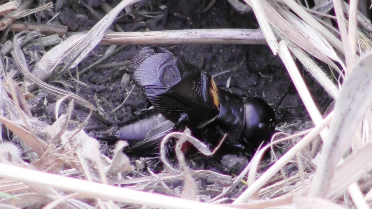 Полевой сверчок. Стрекотание сверчка  ( Gryllus campestris )