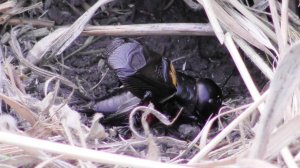 Полевой сверчок. Стрекотание сверчка  ( Gryllus campestris )