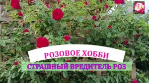 ПИЛИЛЬЩИК НА РОЗЕ