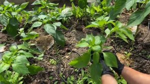 Перец болгарский. Пасынкование и формирование куста. 9 июня 2025