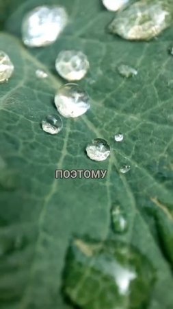 Согласны с цитатой? #цитатадня #юмор