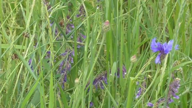 Похід на луг. Збираємо щавель. Любоємося природою. Оле? смотреть онлайн